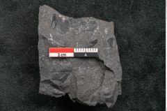 Foto (Detailansicht) von Thinnfeldia gracilis Ettingshausen (NHMW-GEO-2024-0188-10316)